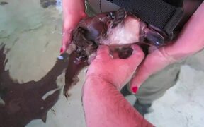 Friendly Baby Platypus - Animals - VIDEOTIME.COM