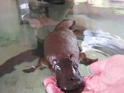 Friendly Baby Platypus