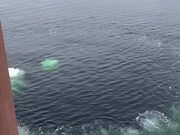 Humpback Whale Bubble Feeds Next to Dock