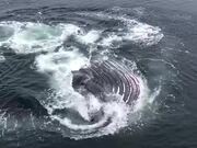 Humpback Whale Bubble Feeds Next to Dock