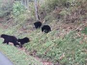 Mama Bear and Cubs Cross a Road