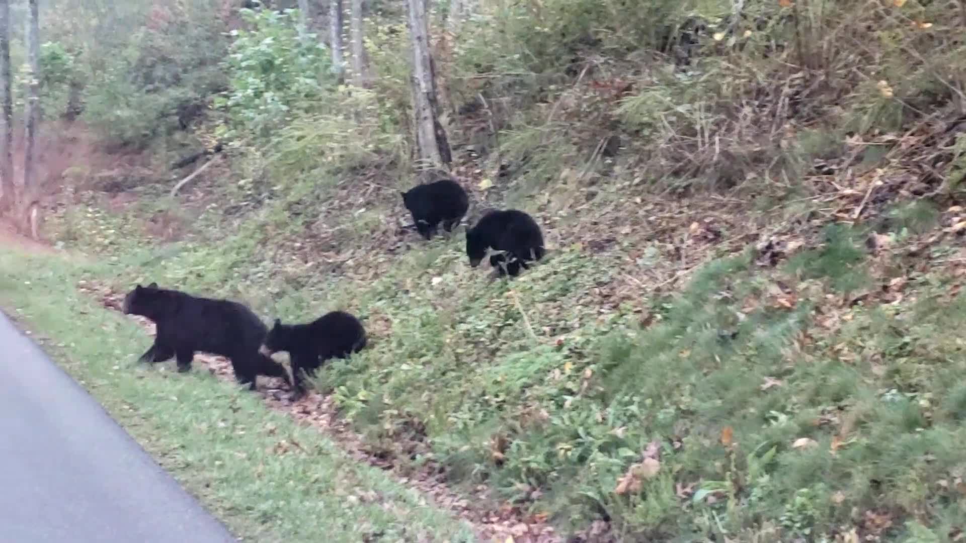 Mama Bear and Cubs Cross a Road