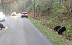 Mama Bear and Cubs Cross a Road - Animals - VIDEOTIME.COM