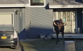 Moose Versus Prius - Animals - VIDEOTIME.COM