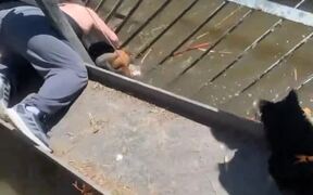 Man Saves Dog Stuck in Sewer Grate - Animals - VIDEOTIME.COM