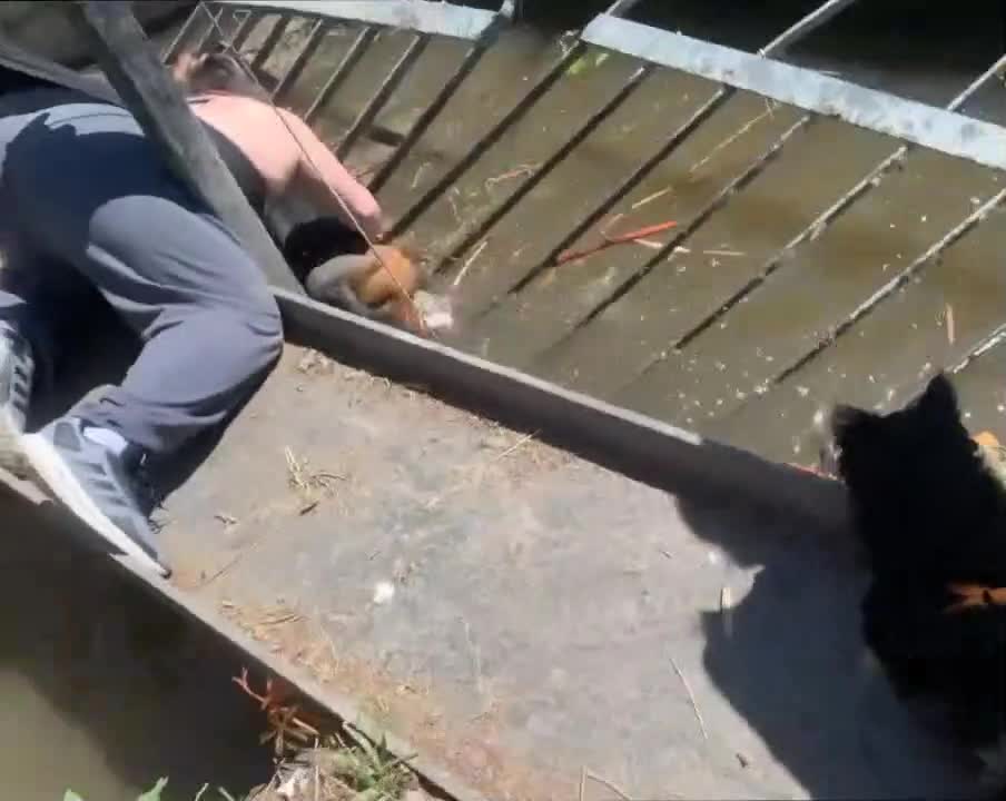 Man Saves Dog Stuck in Sewer Grate