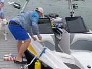 Raccoon Stows Away on Boat