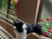 Dog Blocks Ramp Access