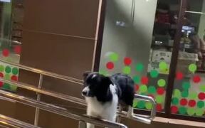 Dog Blocks Ramp Access - Animals - VIDEOTIME.COM