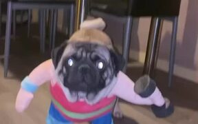 Weightlifting Pug Costume - Animals - VIDEOTIME.COM