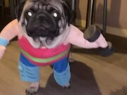 Weightlifting Pug Costume