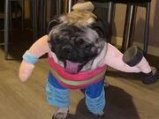 Weightlifting Pug Costume