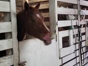 Therapy Horse on Stall Rest is Bored Silly