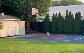 Ball Loving Pup Ponders Stuck Basketball - Animals - VIDEOTIME.COM