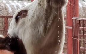Cow Drinks Water Close Up