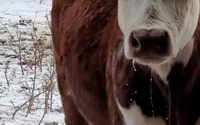 Cow Drinks Water Close Up - Animals - VIDEOTIME.COM