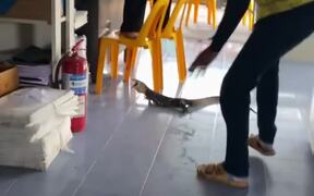 Monitor Lizard Traps Woman on Chairs - Animals - VIDEOTIME.COM