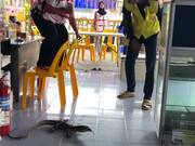 Monitor Lizard Traps Woman on Chairs