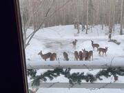 Deer Gather in Driveway for a Snack