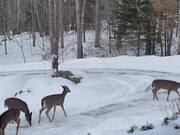 Deer Gather in Driveway for a Snack