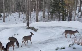Deer Gather in Driveway for a Snack - Animals - VIDEOTIME.COM