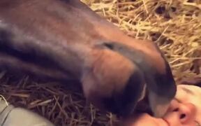 Cuddly Horse Gets Nippy - Animals - VIDEOTIME.COM