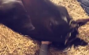 Cuddly Horse Gets Nippy - Animals - VIDEOTIME.COM