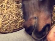 Cuddly Horse Gets Nippy