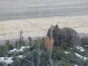 Squirrel Pulls Entire Cookie Out of Bush