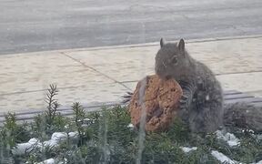 Squirrel Pulls Entire Cookie Out of Bush - Animals - VIDEOTIME.COM