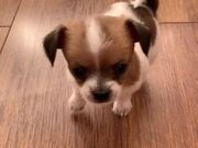 Puppy Surprised by its Own Sneeze
