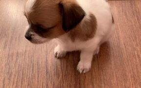 Puppy Surprised by its Own Sneeze - Animals - VIDEOTIME.COM