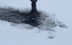 Canadian Men Rescue Moose That Fell Through Ice - Animals - VIDEOTIME.COM