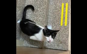 Cat and Grandpa Try to Scare Each Other - Animals - VIDEOTIME.COM