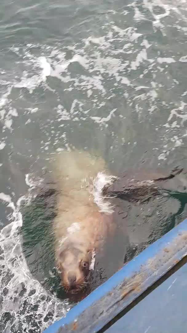 Sea Lion Lunges out of Water for Fish