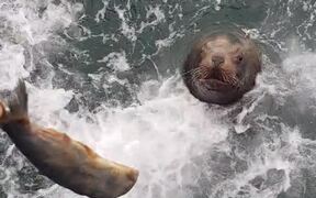 Sea Lion Lunges out of Water for Fish - Animals - VIDEOTIME.COM