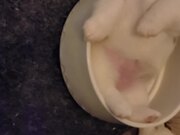 Waking White Faced Corgi Pupper From Bowl Nap