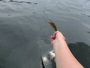 Loon Takes Fish Out of Kayaker's Hand