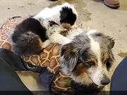 15-Year-Old Aussie Shows Patience for Puppy