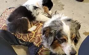 15-Year-Old Aussie Shows Patience for Puppy - Animals - VIDEOTIME.COM