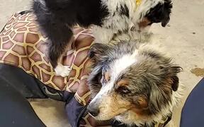 15-Year-Old Aussie Shows Patience for Puppy - Animals - VIDEOTIME.COM