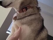 Husky Wakes Up Owner and Demands Chest Rubs