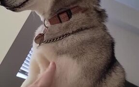 Husky Wakes Up Owner and Demands Chest Rubs - Animals - VIDEOTIME.COM