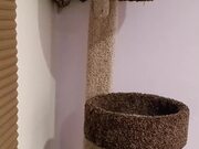 Spider Cat Uses Wall to Rappel Down Cat Tower