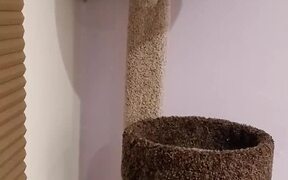 Spider Cat Uses Wall to Rappel Down Cat Tower - Animals - Videotime.com