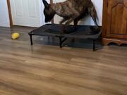 Playful Pup Trips Going for Toy