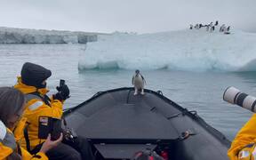 Penguin Takes a Ride on an Antarctic Taxi - Animals - VIDEOTIME.COM