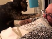 Kitty Alarm Clock Wakes Its Human up With a Boop