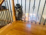 Raccoon Struggles to Fit Through Railing