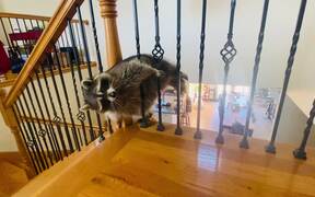 Raccoon Struggles to Fit Through Railing - Animals - VIDEOTIME.COM